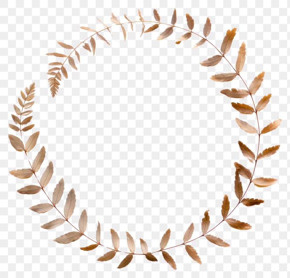 PNG Real pressed Acacia leaves circle shape plant. AI generated Image by rawpixel.