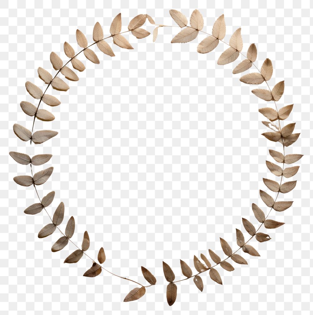 PNG Real pressed Acacia leaves circle shape art. AI generated Image by rawpixel.