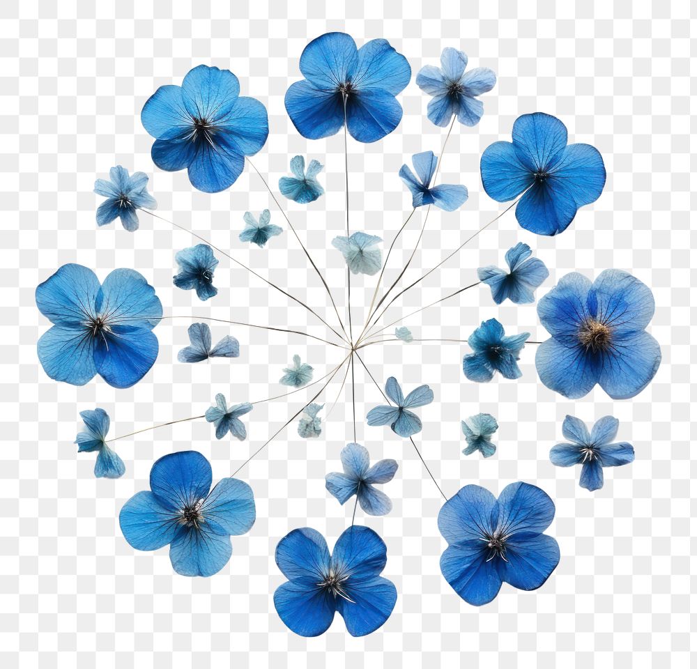 PNG Real pressed blue flowers circle shape petal. AI generated Image by rawpixel.