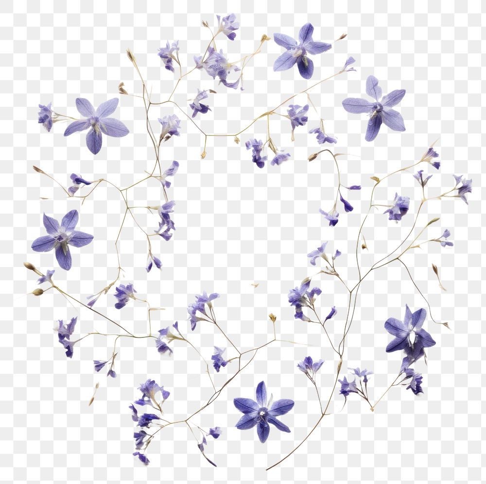 PNG Real pressed bluebells flowers circle purple wreath. AI generated Image by rawpixel.