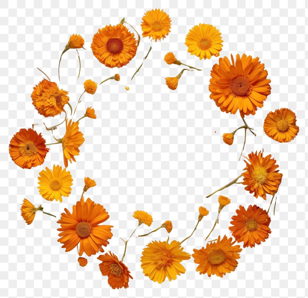 PNG Real pressed calendula flowers sunflower pattern circle. AI generated Image by rawpixel.
