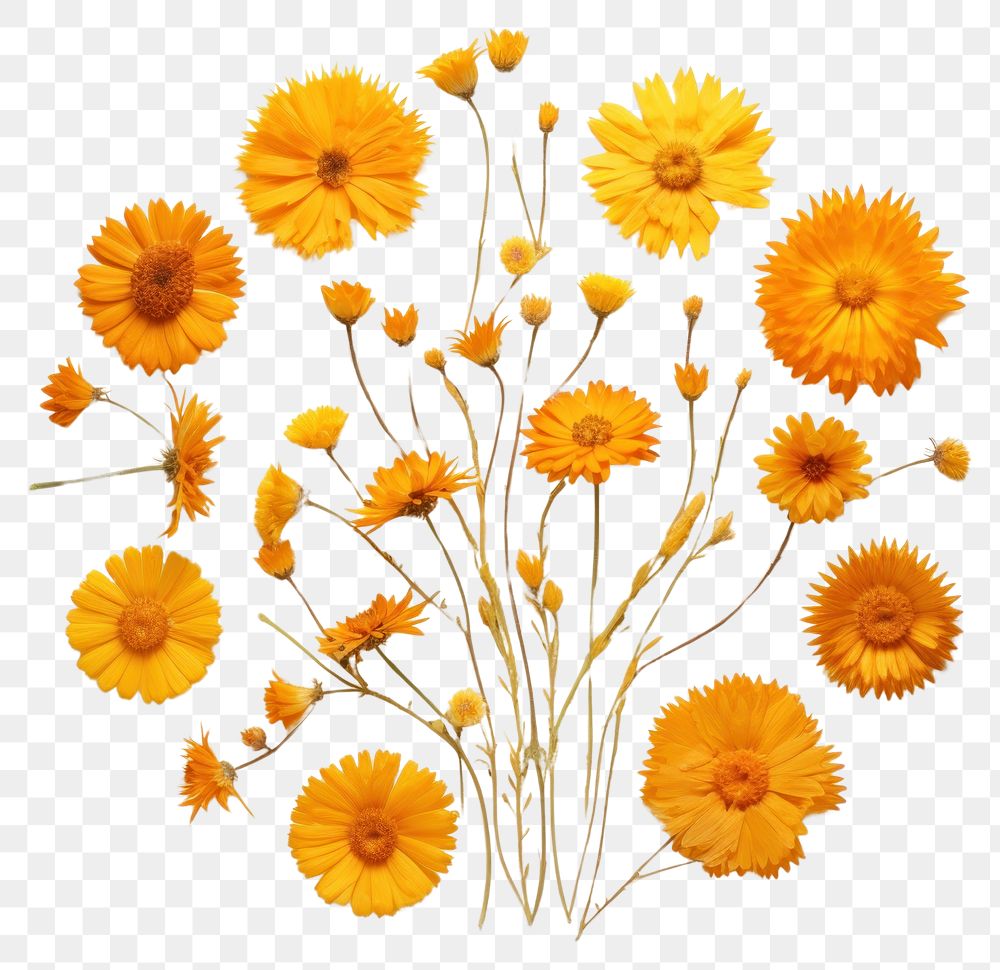 PNG Real pressed calendula flowers sunflower petal plant. AI generated Image by rawpixel.