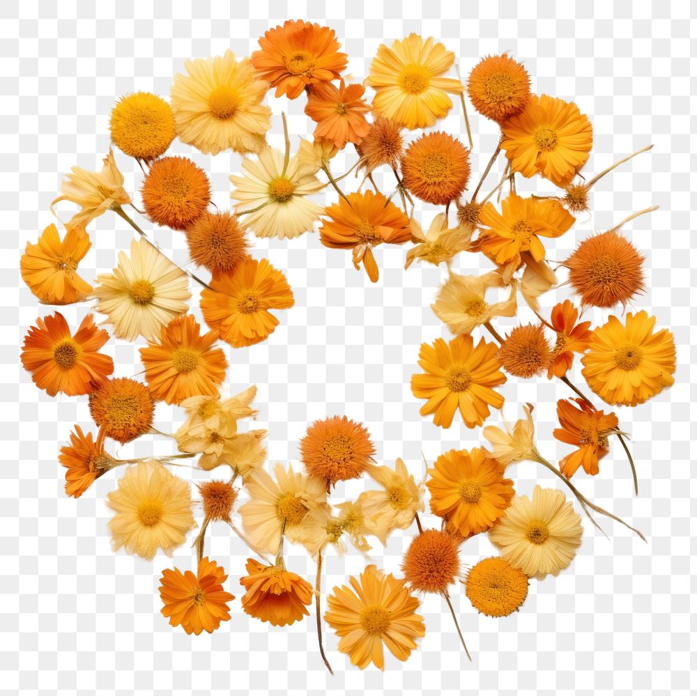 PNG Real pressed calendula flowers circle petal plant. AI generated Image by rawpixel.