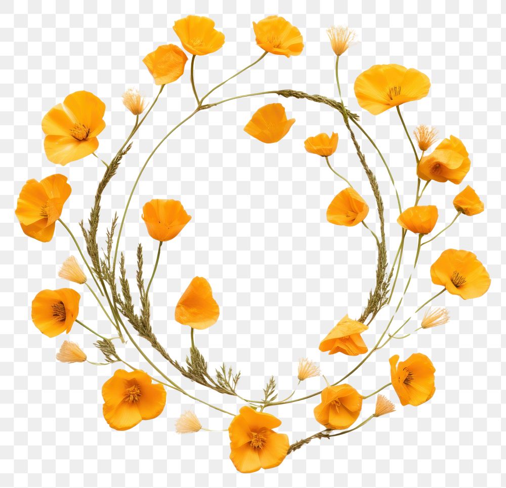 PNG Real pressed California Poppy flowers circle petal plant. AI generated Image by rawpixel.
