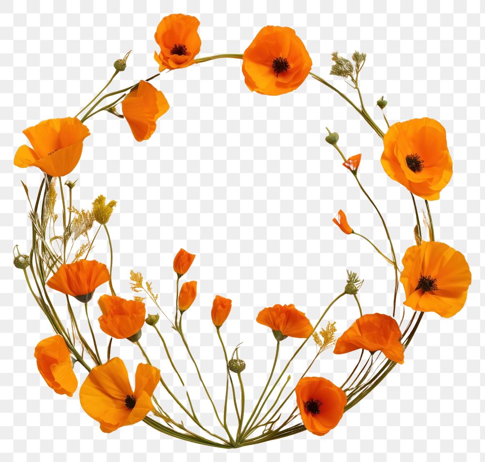 PNG Real pressed California Poppy flowers circle wreath plant. AI generated Image by rawpixel.