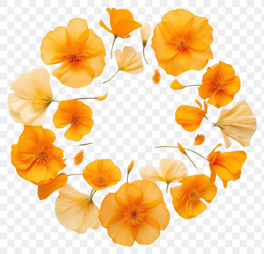 PNG Real pressed California Poppy flowers circle wreath petal. AI generated Image by rawpixel.