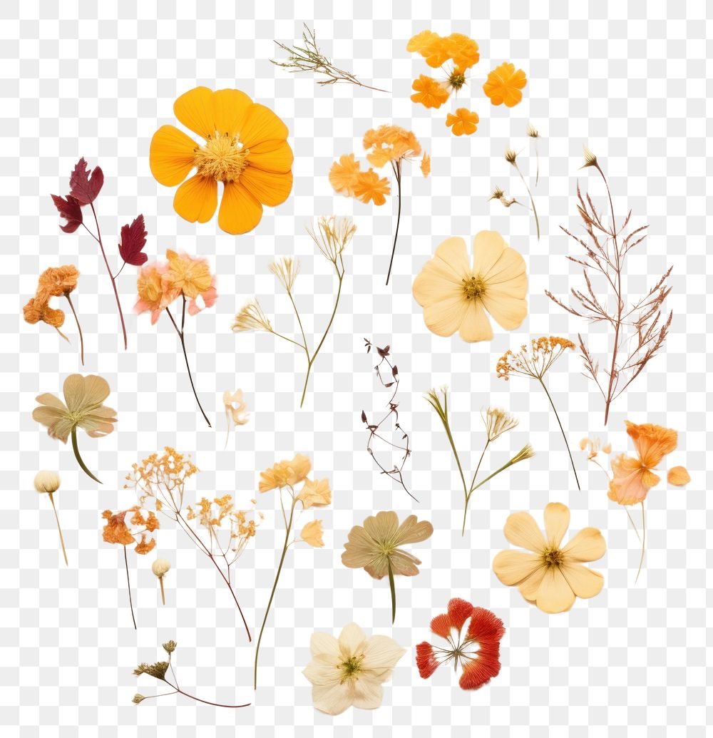 PNG Real pressed chinese flowers herbs circle plant. AI generated Image by rawpixel.