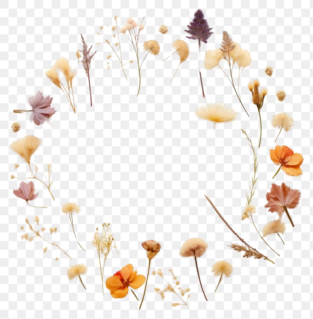 PNG Real pressed chinese flowers circle wreath shape. AI generated Image by rawpixel.