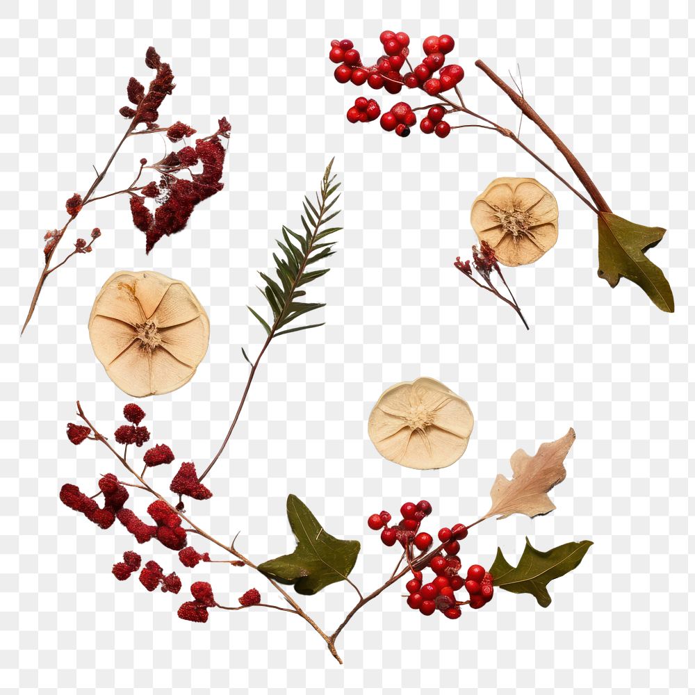 PNG Real pressed christmas flowers plant holly herbs. AI generated Image by rawpixel.