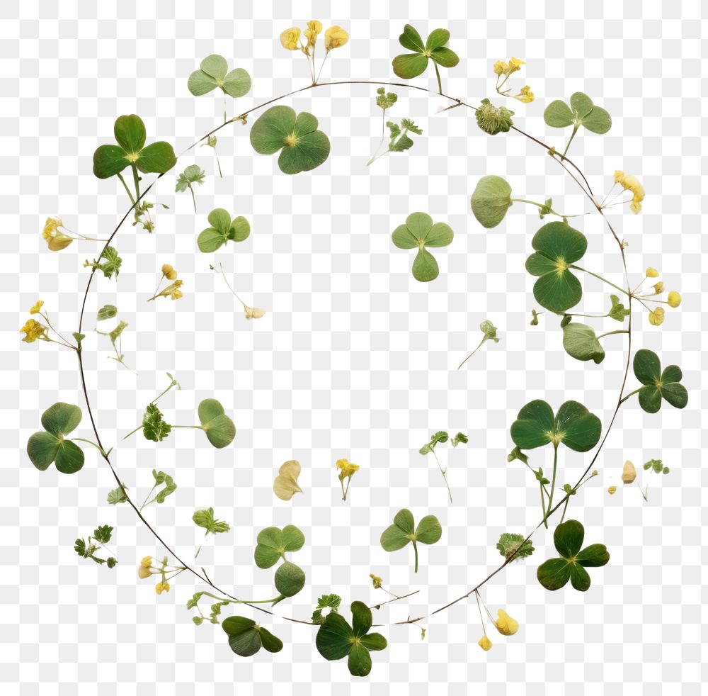 PNG Real pressed clovers flower circle plant. AI generated Image by rawpixel.