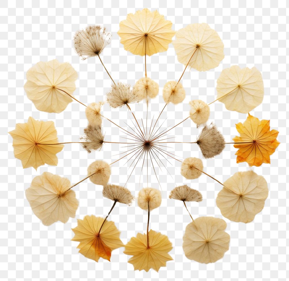 PNG Real pressed dandelion flowers circle shape plant. AI generated Image by rawpixel.