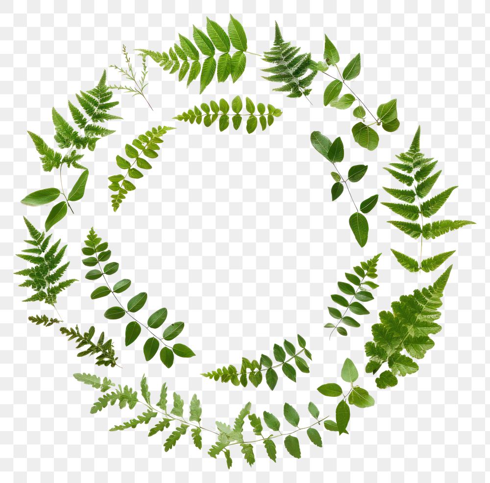 PNG Real pressed green Acacia leaves circle wreath plant. AI generated Image by rawpixel.