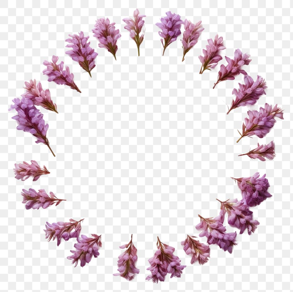 PNG Real pressed hyacinth flowers lavender blossom circle. AI generated Image by rawpixel.