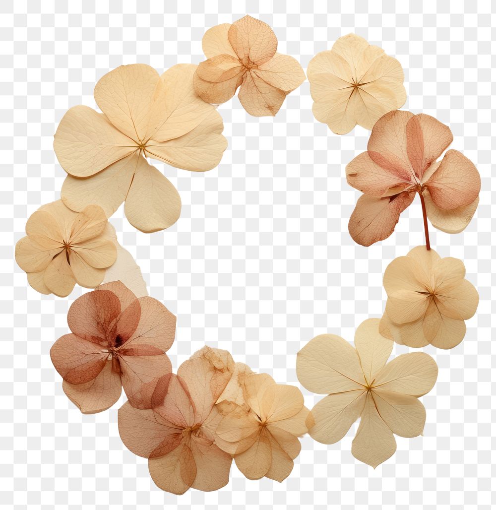 PNG Real pressed hydrangea flowers circle shape plant. AI generated Image by rawpixel.
