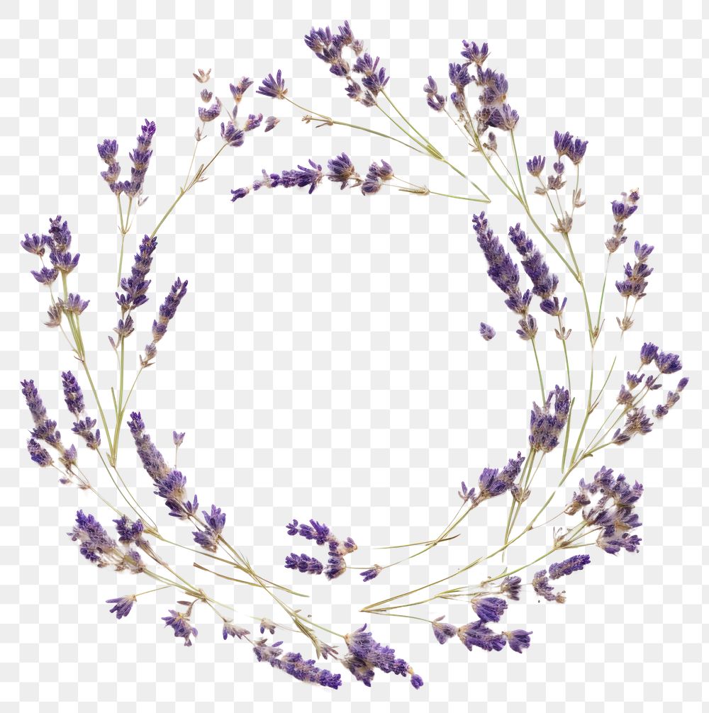 PNG Real pressed lavender flowers circle purple plant. AI generated Image by rawpixel.