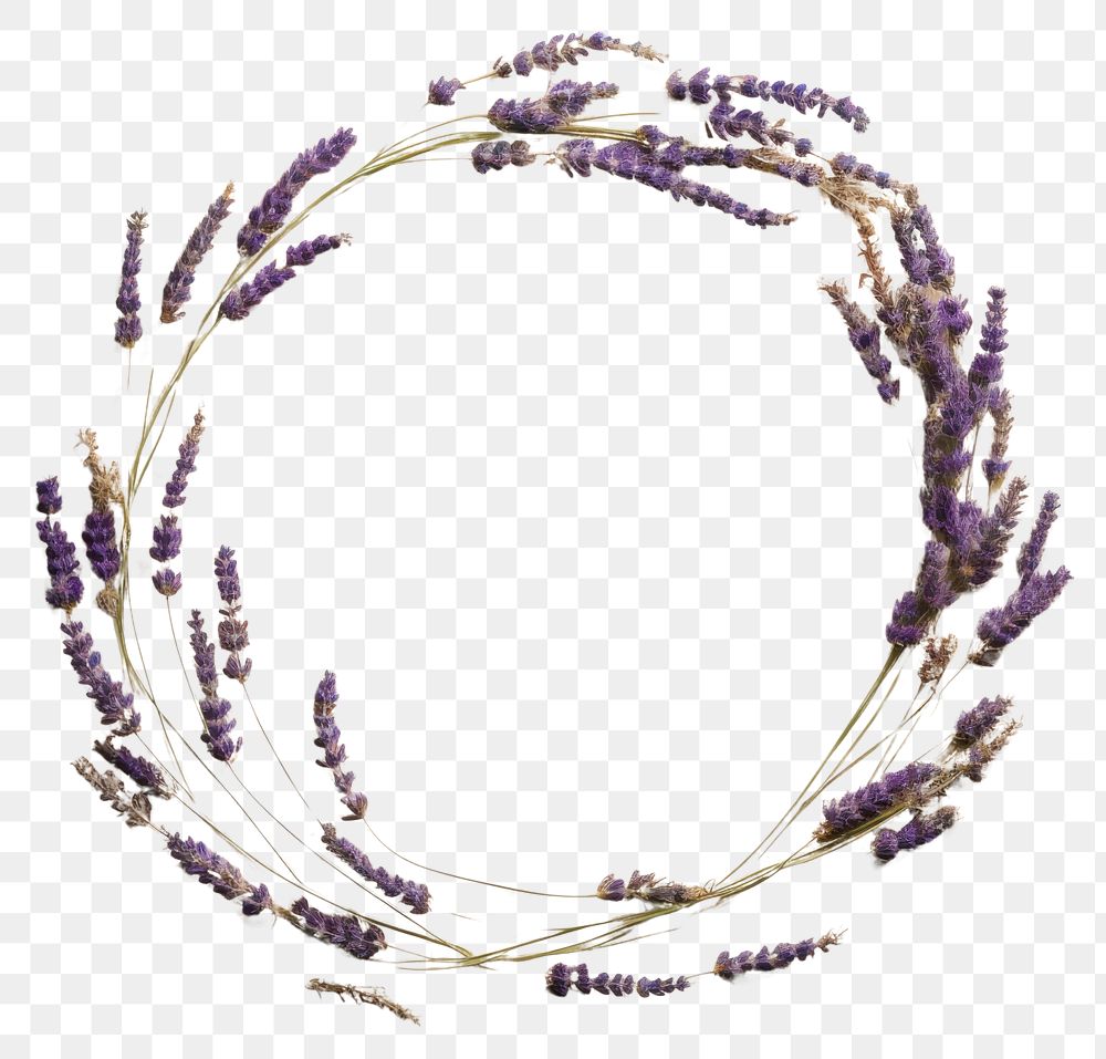 PNG Real pressed lavender flowers jewelry circle plant. AI generated Image by rawpixel.