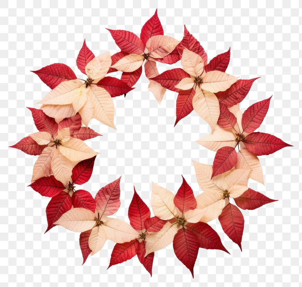 PNG Real pressed poinsettia flowers wreath circle shape. AI generated Image by rawpixel.