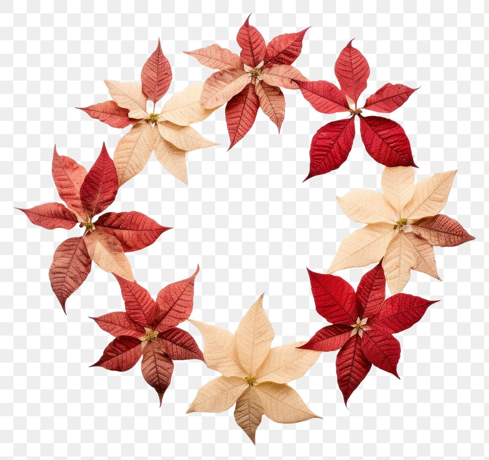 PNG Real pressed poinsettia flowers circle wreath shape. AI generated Image by rawpixel.