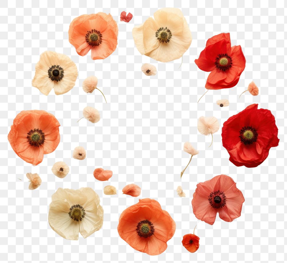 PNG Real pressed poppy flowers circle petal plant. AI generated Image by rawpixel.