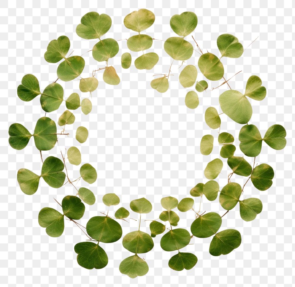 PNG Real pressed shamrock leaves circle shape plant. AI generated Image by rawpixel.