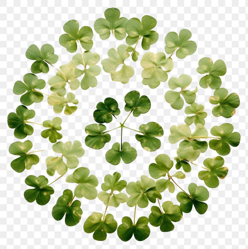 PNG Real pressed shamrock leaves herbs circle plant. AI generated Image by rawpixel.