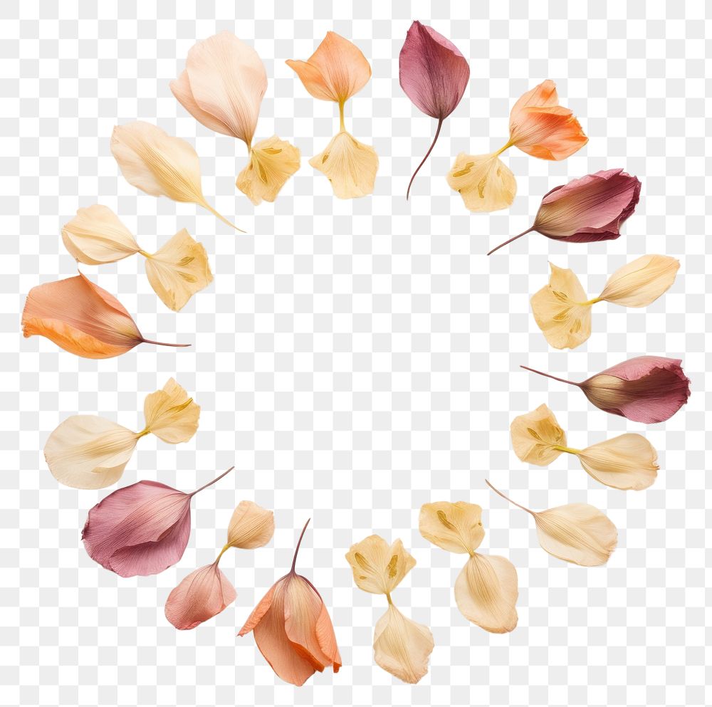 PNG Real pressed tulip flowers circle shape petal. AI generated Image by rawpixel.