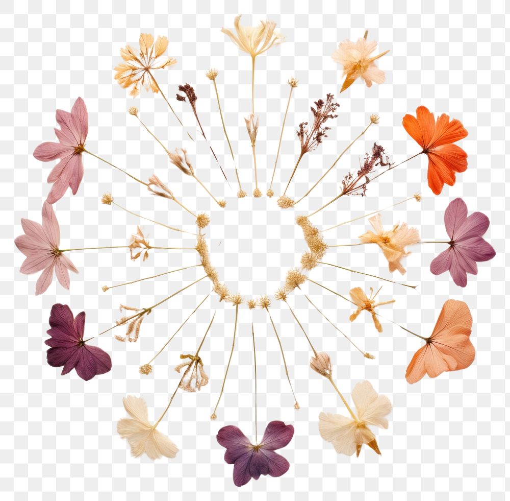 PNG Real pressed tropical flowers circle petal plant. AI generated Image by rawpixel.