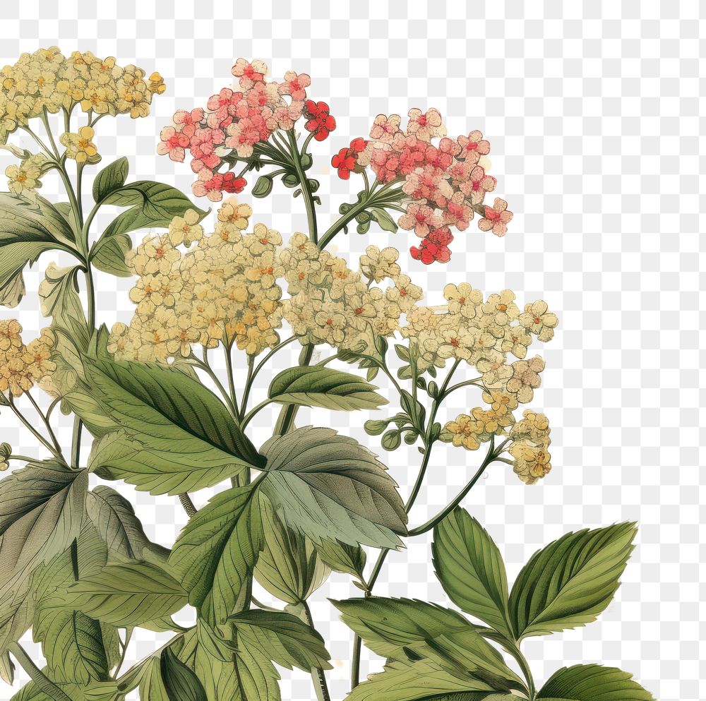 PNG Lantana flower ephemera border herbs plant paper