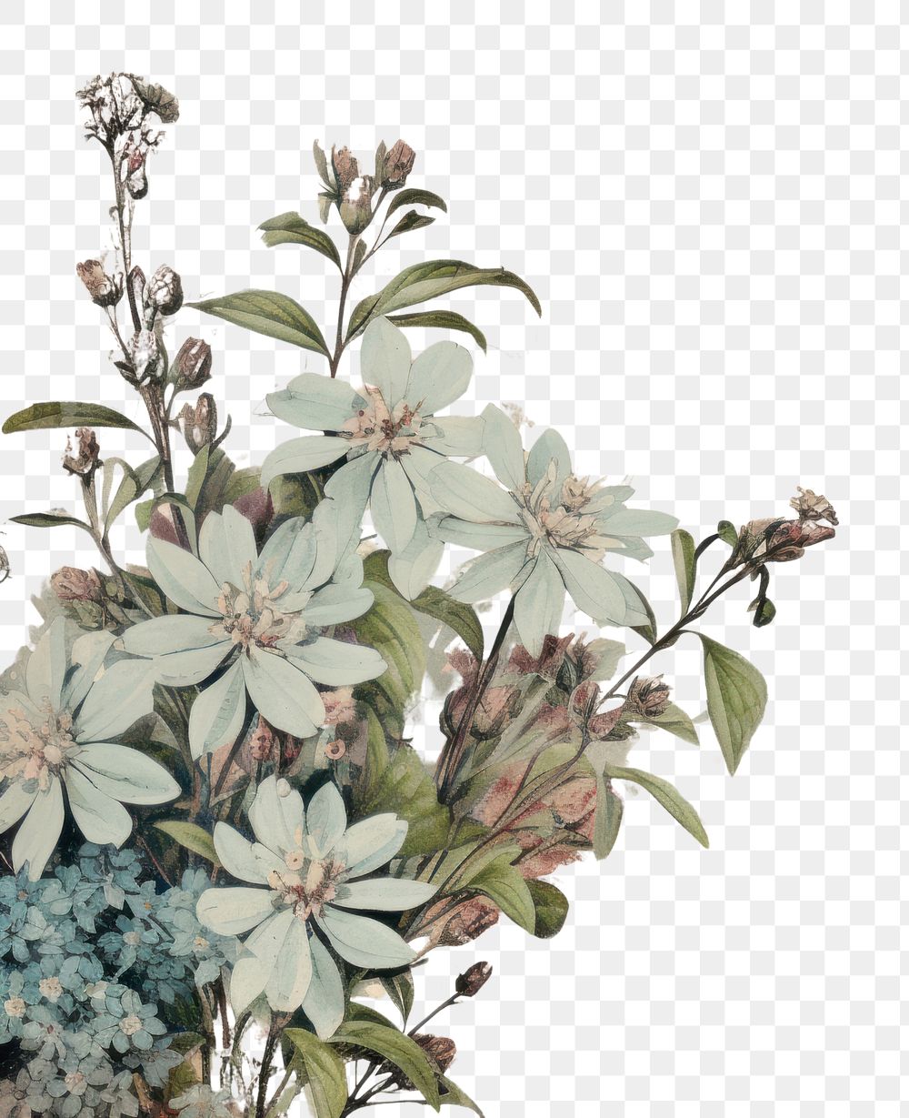 PNG Simple flower ephemera border backgrounds pattern plant.