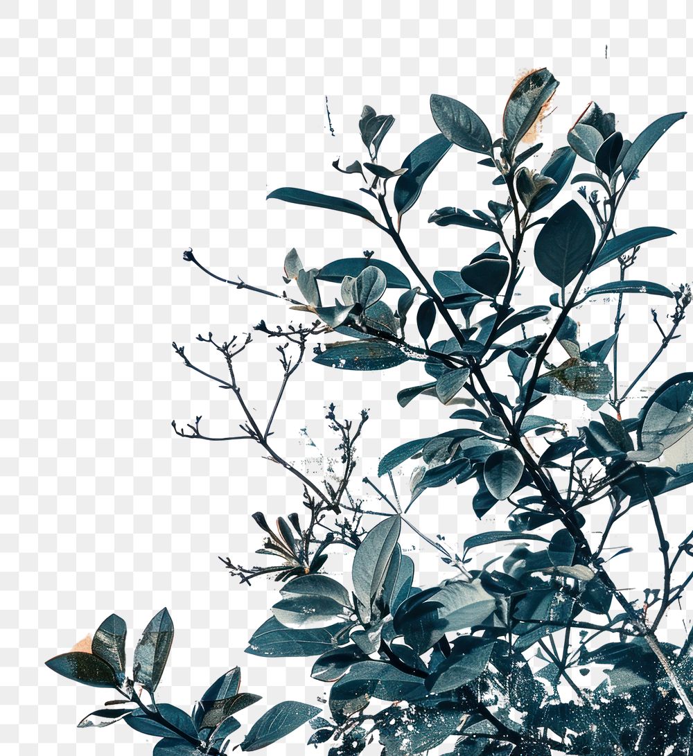 PNG Crown ephemera border background backgrounds painting plant.