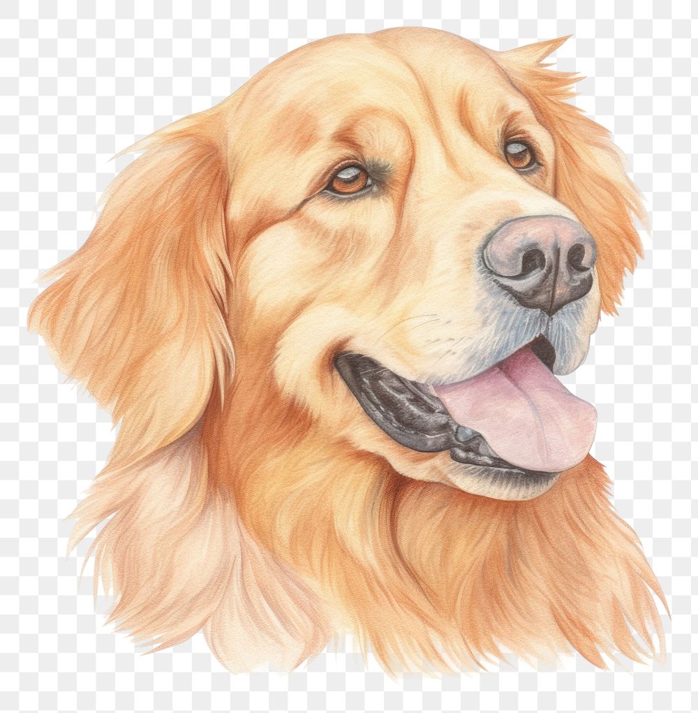 PNG  Golden retriever animal mammal dog. AI generated Image by rawpixel.