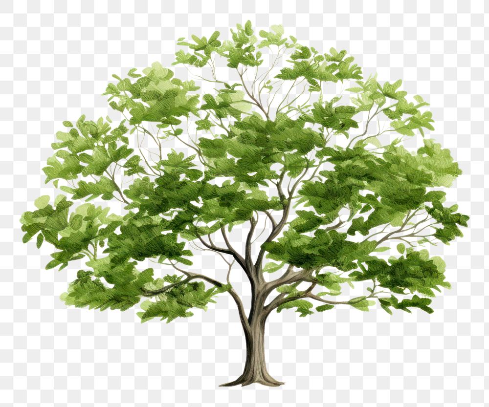 PNG  Tree plant art white background. AI generated Image by rawpixel.