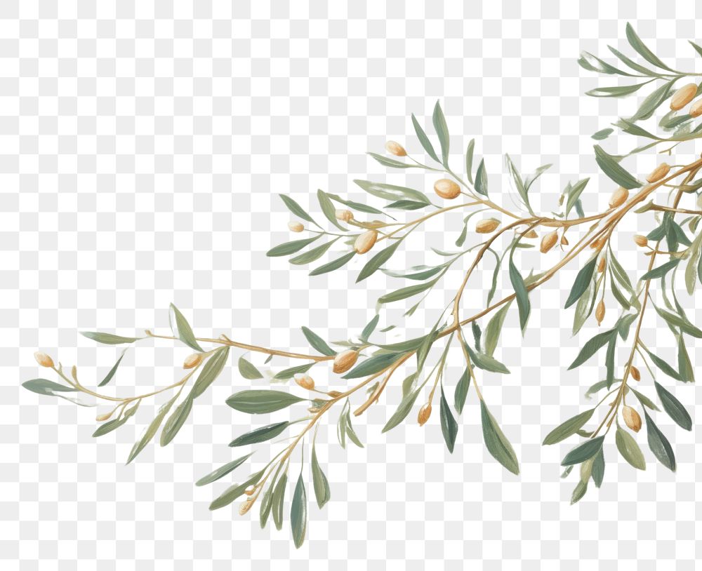 PNG Olive branch backgrounds painting pattern