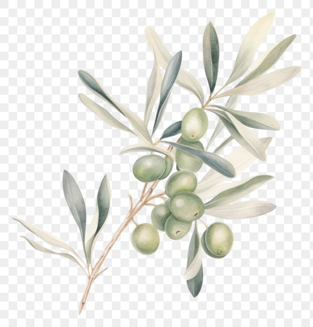 PNG  Olive branch plant leaf food