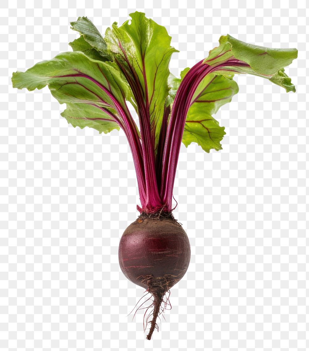 PNG  Beetroot vegetable plant food beet. AI generated Image by rawpixel.