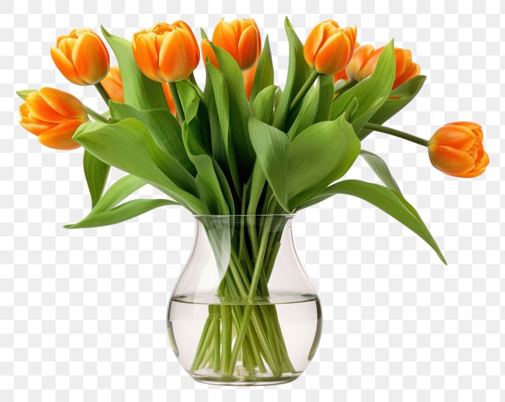 PNG Orange tulips vase flower plant.