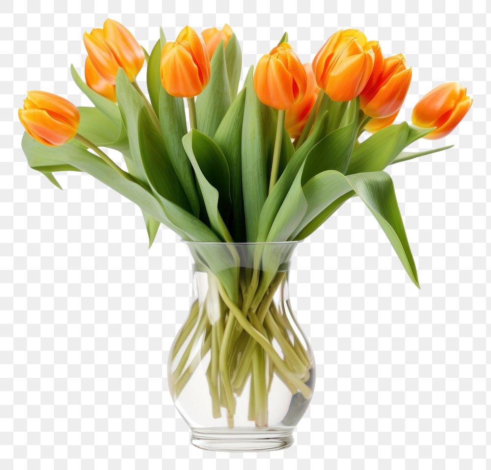 PNG Orange tulips with green leaves vase flower plant.