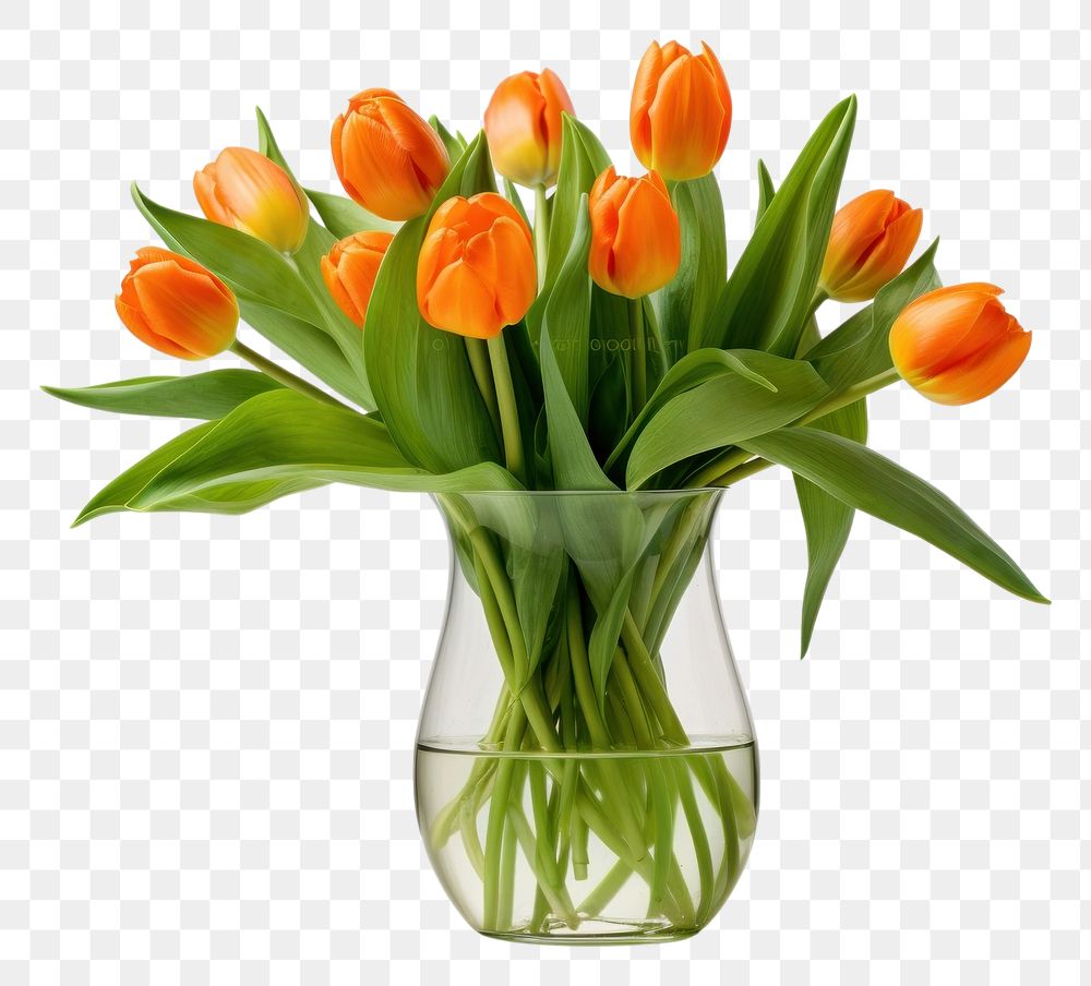 PNG Orange tulips with green leaves vase flower plant.