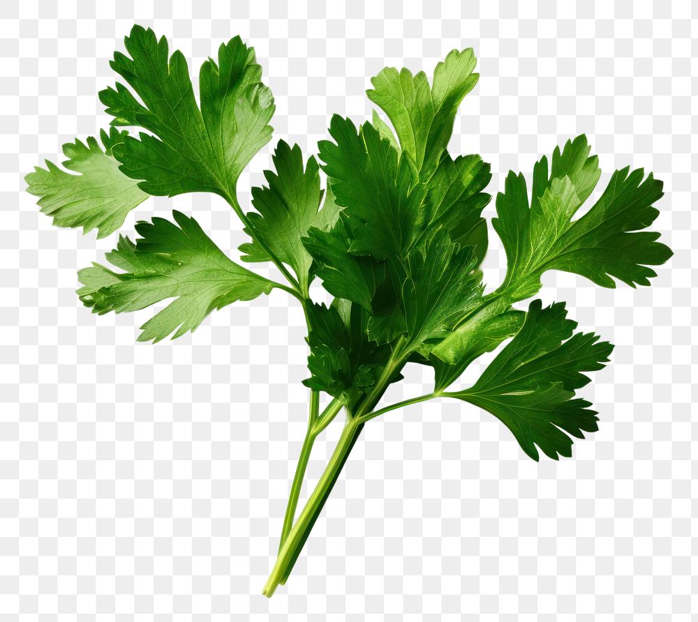 PNG  Parsley herb herbs plant green. AI generated Image by rawpixel.