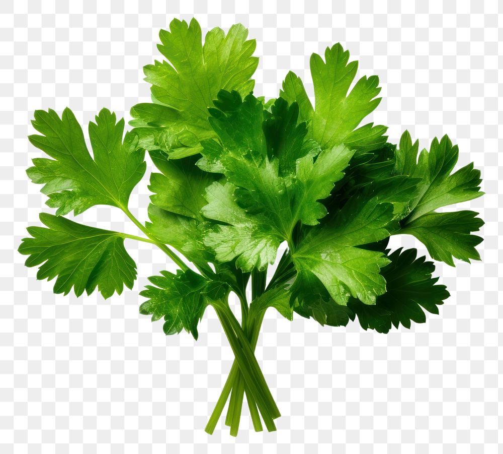 PNG  Parsley herb herbs plant green. AI generated Image by rawpixel.