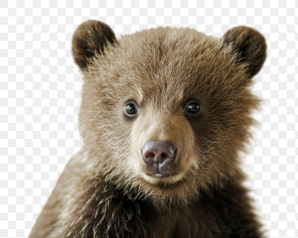 PNG studio photo of *cure baby bear*,portrait, half body photo, isolate on off white background --ar 3:2 --v 6.0