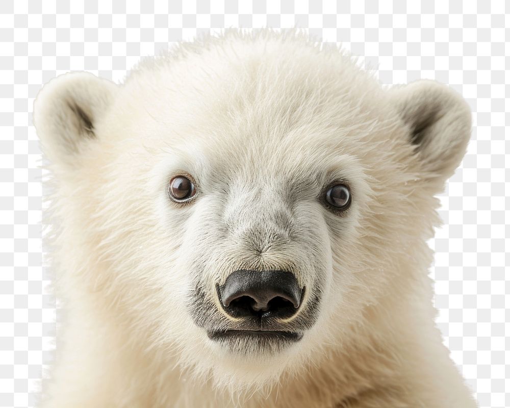 PNG Cure baby polar bear wildlife portrait mammal. AI generated Image by rawpixel.