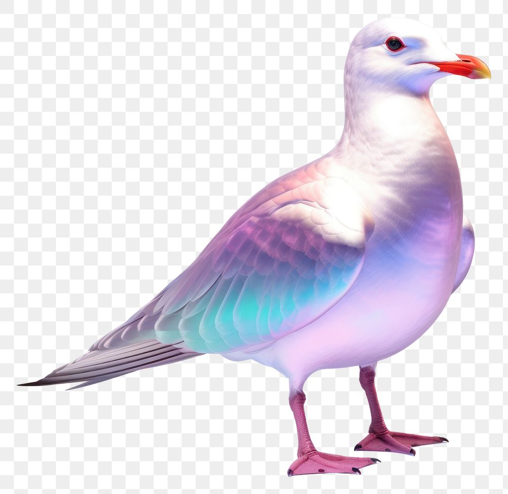 PNG Seagull iridescent animal bird beak.