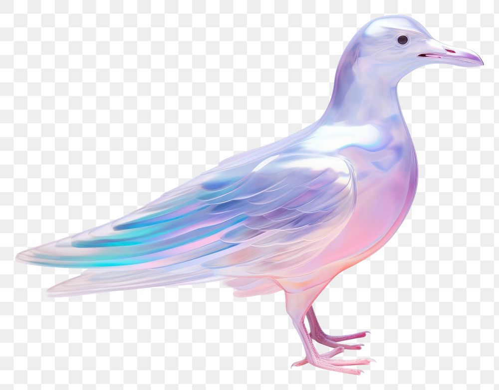 PNG Seagull iridescent animal bird white background.