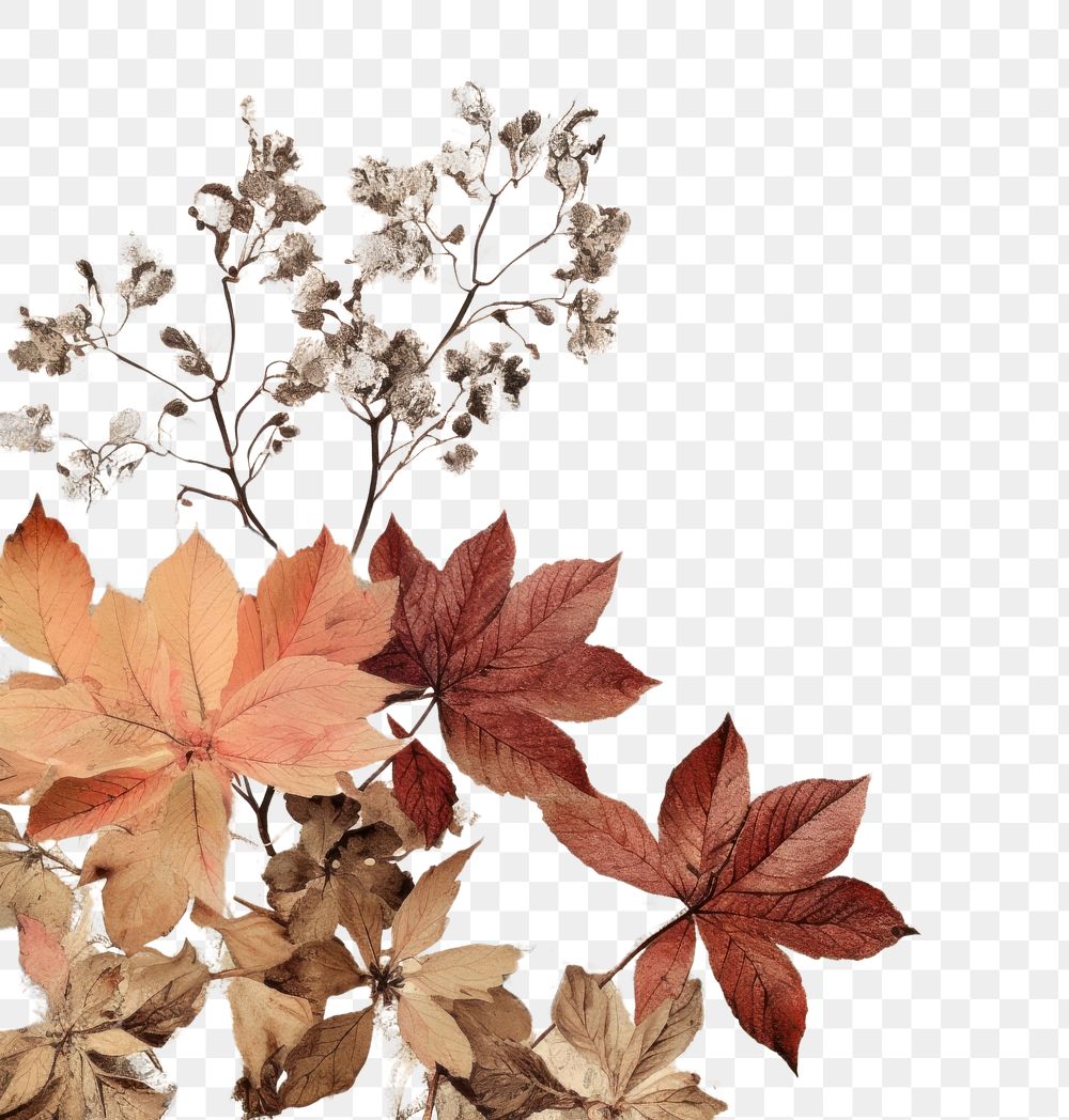 PNG Autumn leaves border backgrounds plant paper.