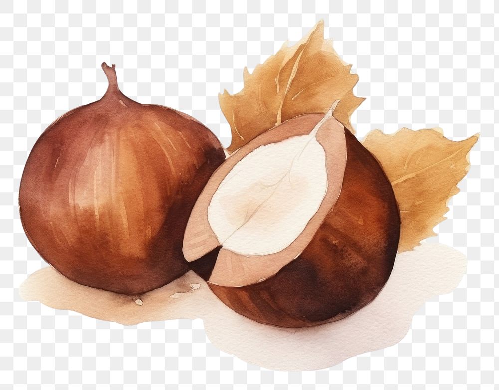 PNG  Chestnut onion plant food. AI generated Image by rawpixel.