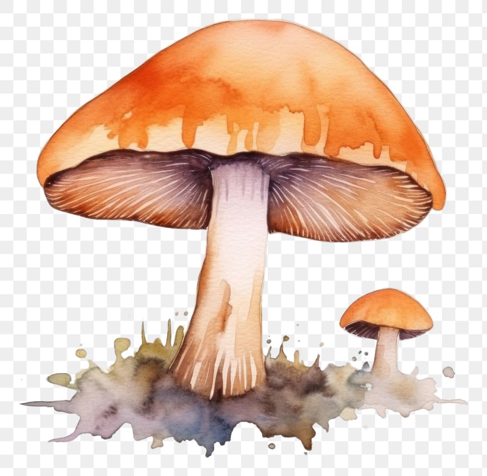 PNG  Fungus mushroom nature agaric. AI generated Image by rawpixel.