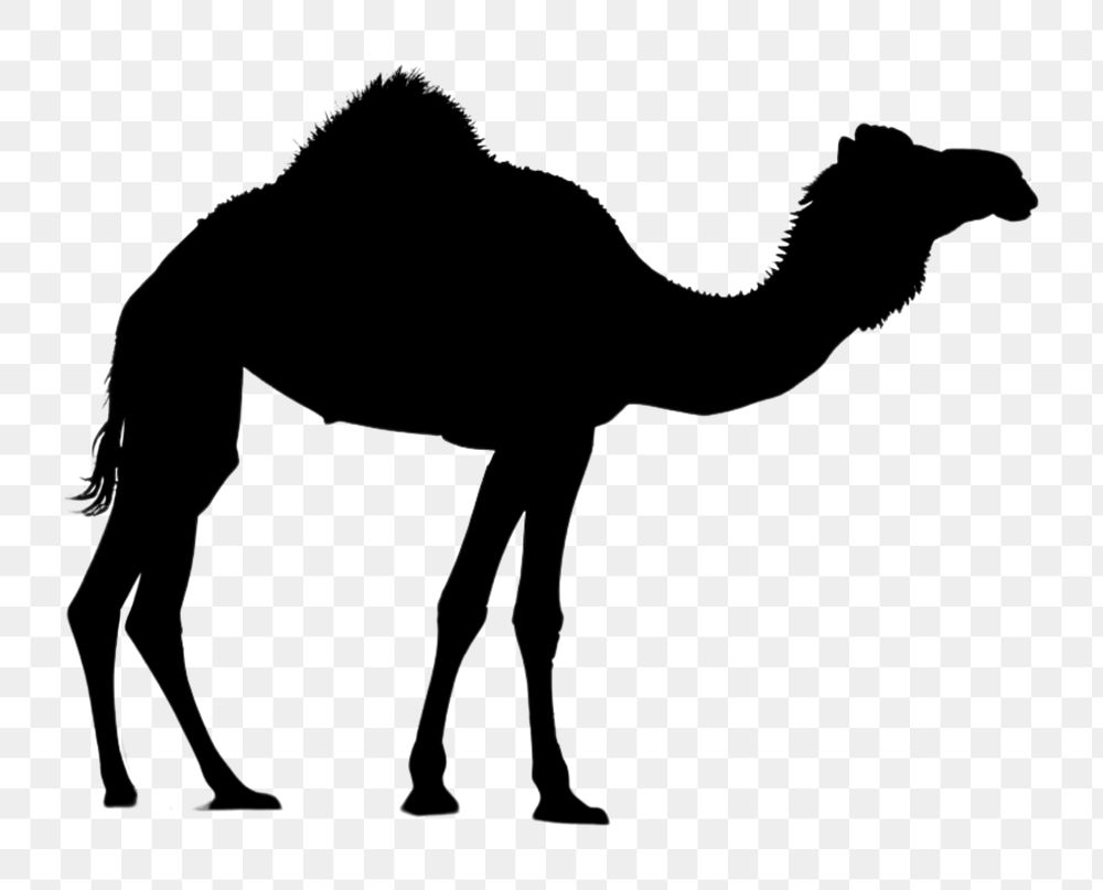 PNG  Photo of silhouette camel sunlight wildlife desert.