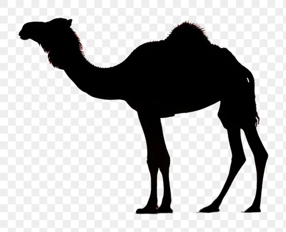 PNG  Photo of silhouette camel sunlight wildlife desert.
