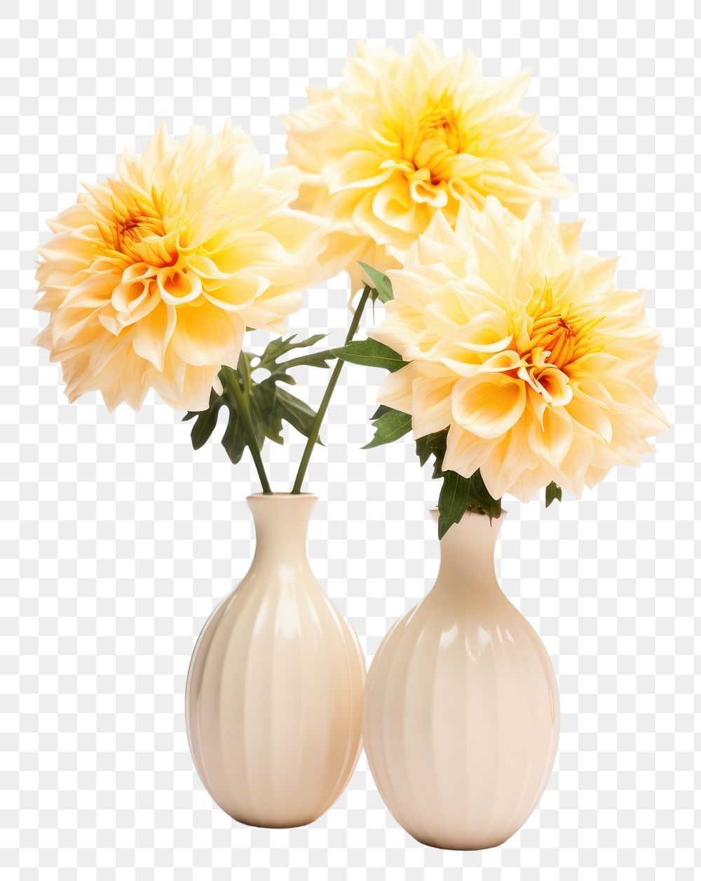 PNG Pottery off-white flower vase pottery blossom dahlia.